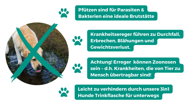 Edelstahl Hundetrinkflasche mit 2 abnehmbaren Näpfen, isoliert und auslaufischer