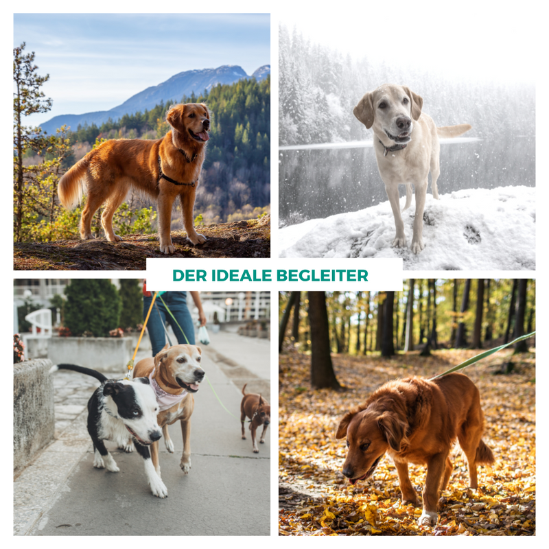 Edelstahl Hundetrinkflasche mit 2 abnehmbaren Näpfen, isoliert und auslaufischer